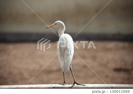 Bird Crane waiting for Food Bird Crane waiting for Food 130011089