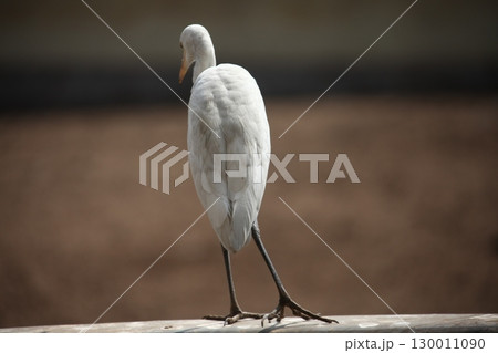 Bird Crane waiting for Food 130011090