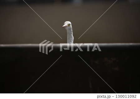 Bird Crane waiting for Food Bird Crane waiting for Food 130011092