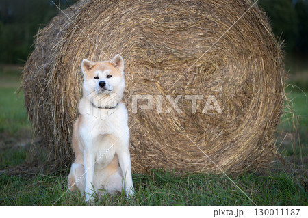Akita Inu dog sitting near hay bale in countryside field Akita Inu dog sitting near hay bale in countryside field 130011187
