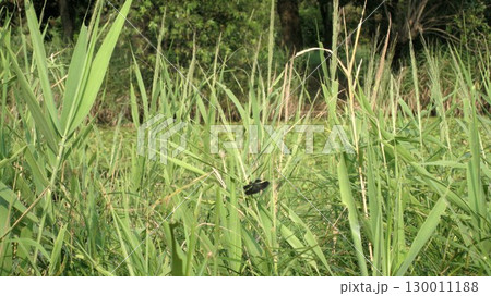 草に停まるチョウトンボ 130011188