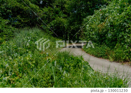 鬱蒼とした道 鬱蒼とした道 130011230