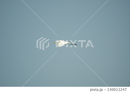 Bird Crane in Sky at Beach 130011247