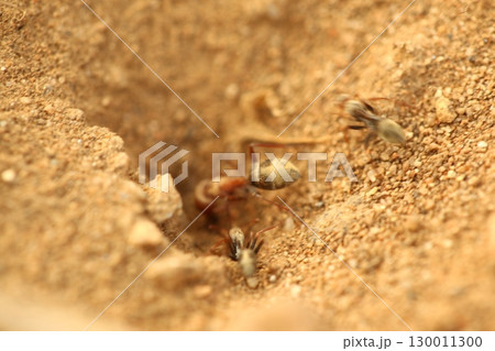 Macro Shot of a Black ants India Macro Shot of a Black ants India 130011300