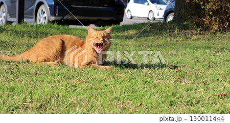 あくびをするねこ　秋の陽ざしを浴びて　チャトラ 130011444