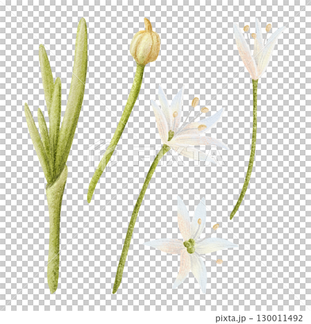 Onion or garlic white flowers with stems and leaves watercolor isolated illustration set. Simple pastel wildflowers clip art. Delicate garden drawing for floral designs 130011492
