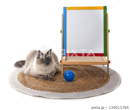 siberian cat and school in studio siberian cat and school in studio 130011768