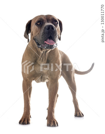 young cane corso 130011770