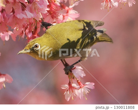 河津桜にとまるメジロ 130011808