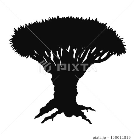 Dragon blood tree silhouette isolated illustration. Dracaena cinnabari endemic tree from Socotra island. Vector 130011819