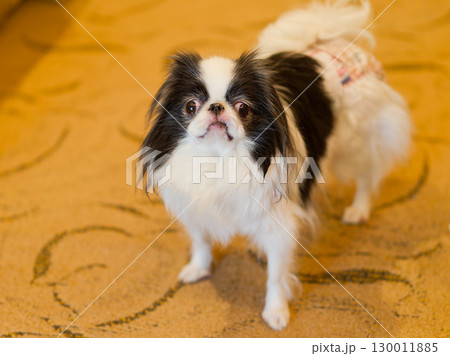 ご機嫌な狆の女の子 130011885