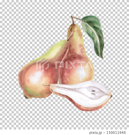 Composition with two whole pears and a half. Isolated watercolor illustration of fruits for product line design, kitchenware design, seasonal menu, postcards, textiles, clothing printing. Composition with two whole pears and a half. Isolated watercolor illustration of fruits for product line design, kitchenware design, seasonal menu, postcards, textiles, clothing printing. 130011948