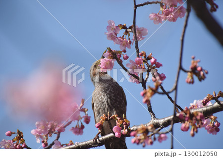Early-blooming cherry / 開花の始まった早咲きの河津桜(野鳥と青空バック) Early-blooming cherry / 開花の始まった早咲きの河津桜(野鳥と青空バック) 130012050