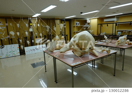 麻布大学　いのちの博物館 130012286