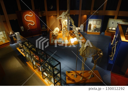 麻布大学　いのちの博物館 130012292