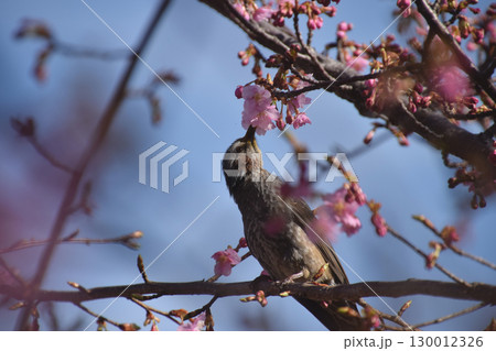 Early-blooming cherry / 開花の始まった早咲きの河津桜(野鳥と青空バック) 130012326