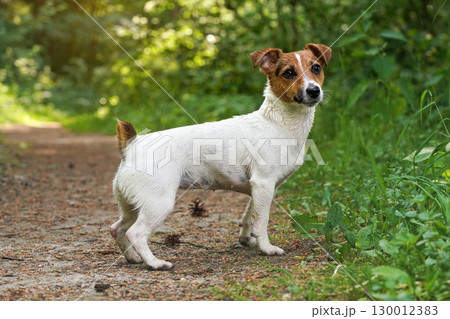 Small Jack Russell terrier standing on forest footpath, view from side, her fur still little wet from swimming in river 130012383
