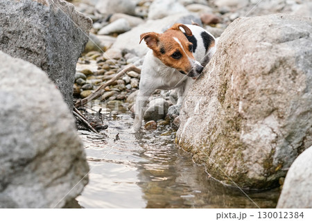 Small Jack Russell terrier walking in shallow river water near round rocks, exploring the area, her fur wet from swimming Small Jack Russell terrier walking in shallow river water near round rocks, exploring the area, her fur wet from swimming 130012384