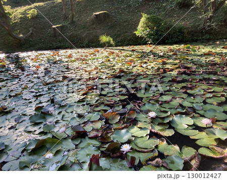 朝日を受ける蓮の花と池 130012427