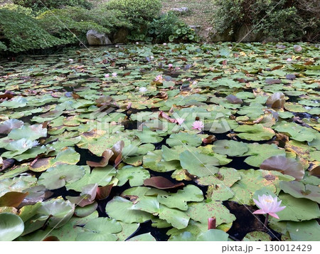 池に浮かぶ蓮の花 池に浮かぶ蓮の花 130012429