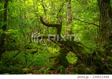 富士山の樹海のイメージ 130012488