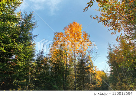 Looking up autumn coloured trees clear blue sky background 130012594