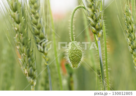 Green closed wild poppy bud growing in field of unripe wheat, closeup shallow depth of field soft photo Green closed wild poppy bud growing in field of unripe wheat, closeup shallow depth of field soft photo 130012805