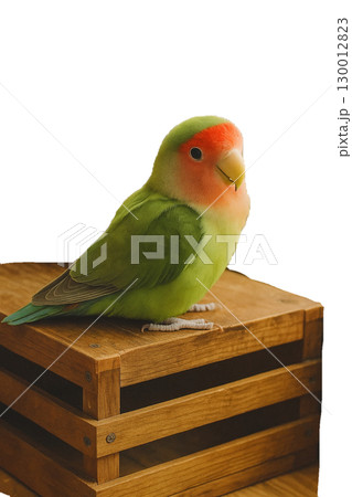 木の箱にとまる色変わりのコザクラインコ 130012823