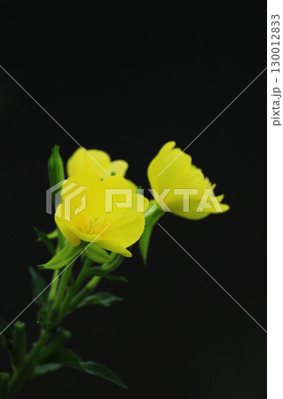 黒背景に映える黄色いマツヨイグサの花 130012833