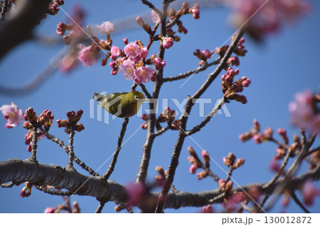 Early-blooming cherry / 開花の始まった早咲きの河津桜(野鳥と青空バック) 130012872
