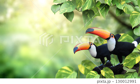 Horizontal banner with two beautiful colorful toucan birds (Ramphastidae) on a branch in a rainforest. Couple of toucan bird and leaves of tropical plants on sunny background. Copy space for text 130012991