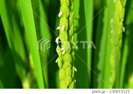 稲の花 稲の花 130013125