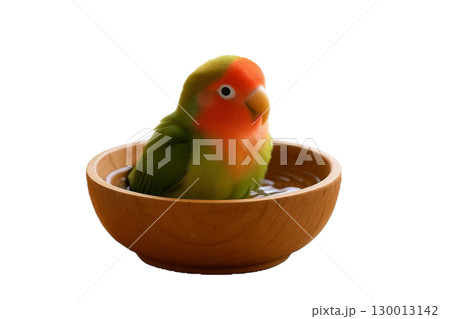 木のお皿の中で水浴びをするコザクラインコ 130013142