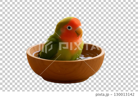 木のお皿の中で水浴びをするコザクラインコ 130013142