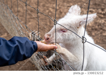 Hand feeding an albino white wallaby behind a wire fence in Australia Hand feeding an albino white wallaby behind a wire fence in Australia 130013212