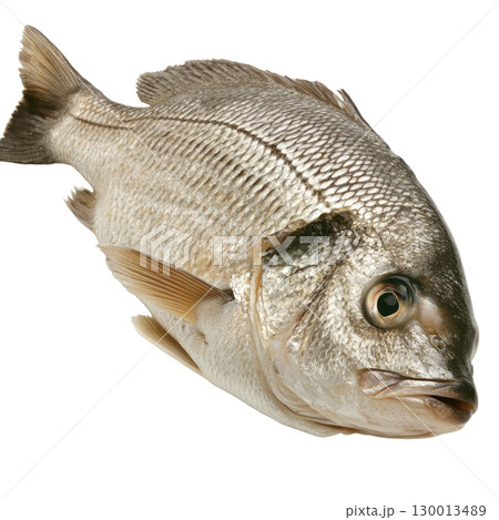 Fish isolated on white background showcasing detailed scales and fins in natural posture 130013489