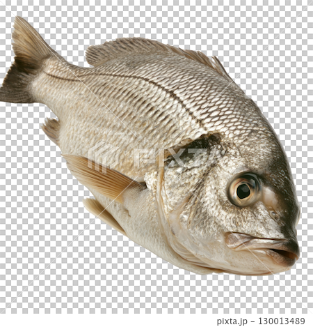 Fish isolated on white background showcasing detailed scales and fins in natural posture 130013489