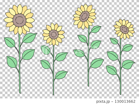 Sunflower illustration Sunflower illustration 130013662