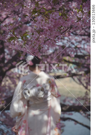 Full blooming "Kazawa-zakura" / 満開の見頃を迎えた日本庭園の河津桜 130013666