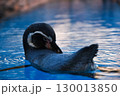 水の中を気持ちよさそうに泳ぐペンギン 130013850