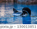 水の中を気持ちよさそうに泳ぐペンギン 130013851