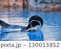 水の中を気持ちよさそうに泳ぐペンギン 130013852