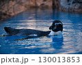 水の中を気持ちよさそうに泳ぐペンギン 130013853