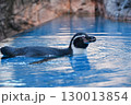 水の中を気持ちよさそうに泳ぐペンギン 130013854