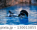 水の中を気持ちよさそうに泳ぐペンギン 130013855