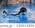 水の中を気持ちよさそうに泳ぐペンギン 130013856