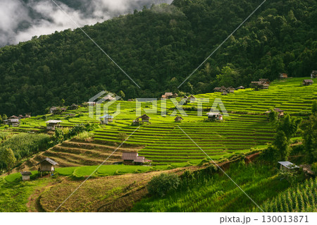 ecology travel with camping outdoor relax in rice field at chiangmai thailand in raining season ecology travel with camping outdoor relax in rice field at chiangmai thailand in raining season 130013871