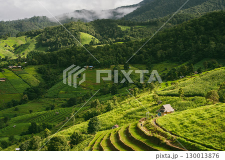 ecology travel with camping outdoor relax in rice field at chiangmai thailand in raining season ecology travel with camping outdoor relax in rice field at chiangmai thailand in raining season 130013876