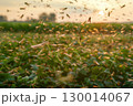 Swarm of locusts flying over a field at sunset with a dramatic golden sky. 130014067