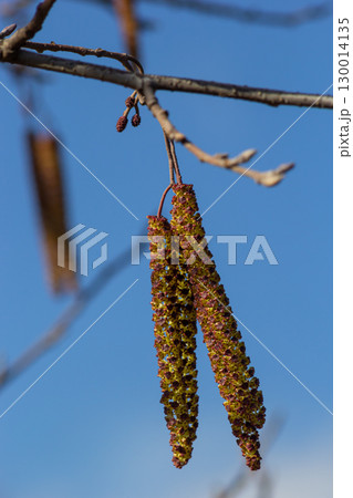 Small branch of black alder Alnus glutinosa with male catkins and female red flowers. Blooming alder in spring beautiful natural background with clear earrings and blurred background 130014135